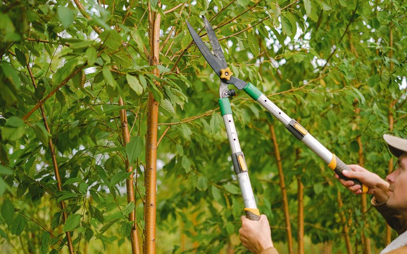 Tree trimming in Sioux City, IA